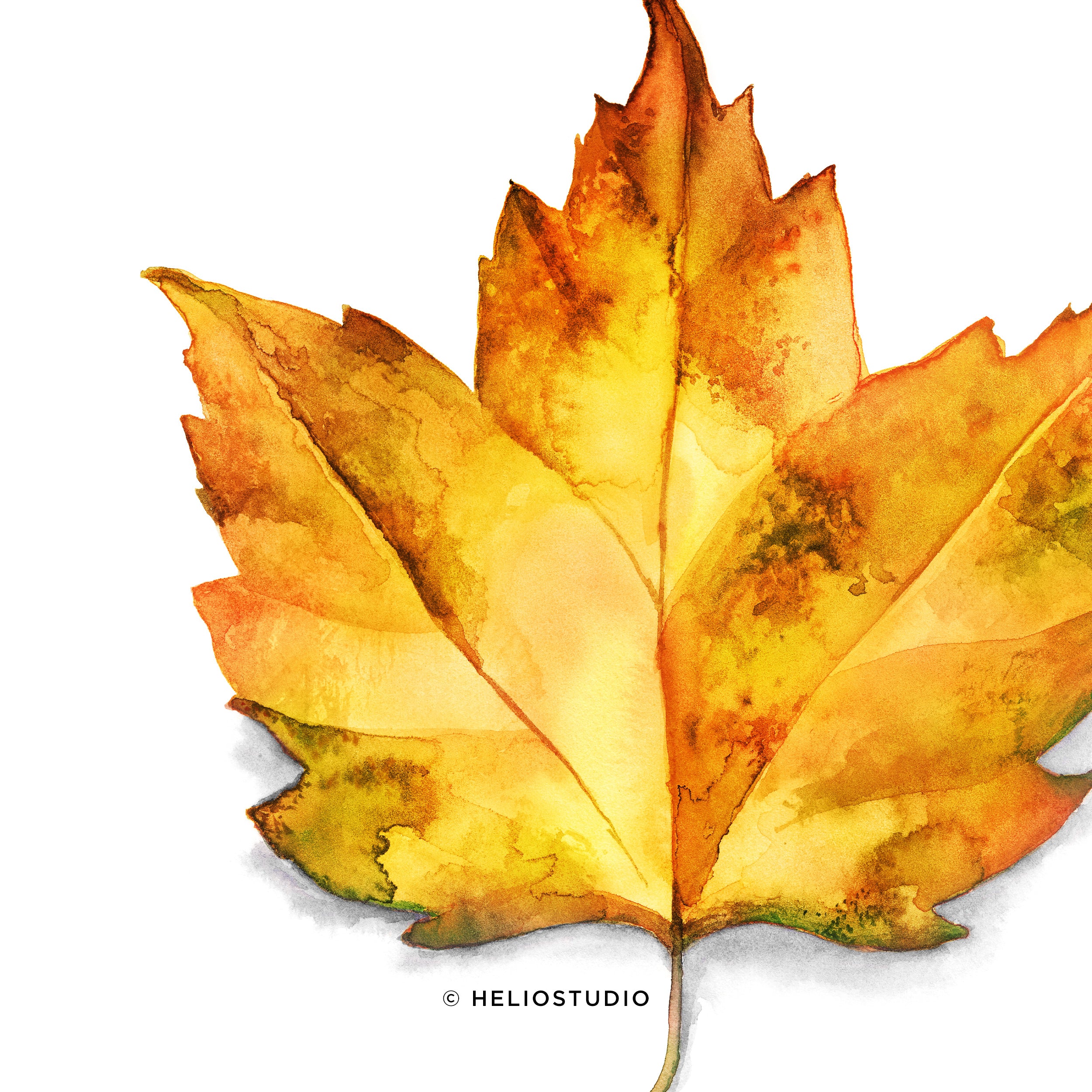 Golden Fall Leaf – Art Print